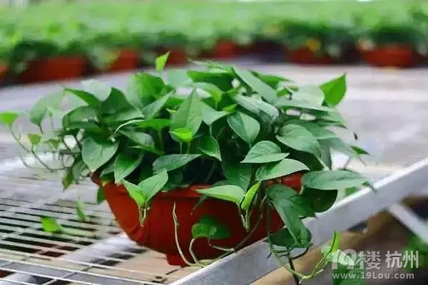 洗發(fā)水只能洗頭發(fā)?還有9種神奇用途你肯定不知道