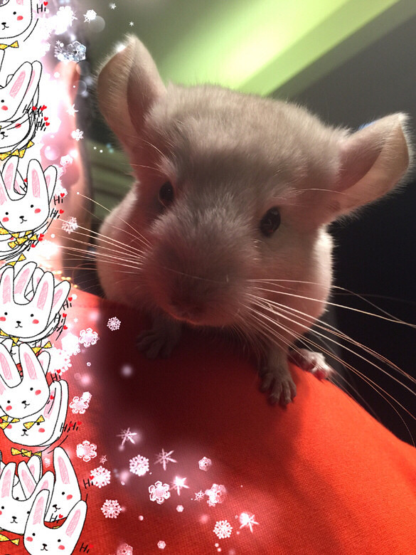 出售龙猫两个月杂粉dd一只粉白dd一只