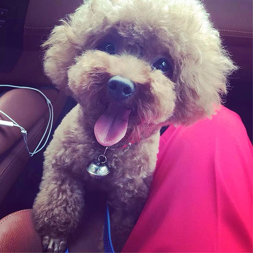 2岁半红色贵宾小女神征男友啦～-免费配种-宠物送养区-杭州19楼