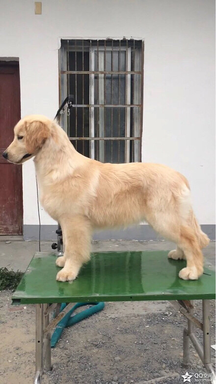 杭州美育金毛犬舍繁殖的8个月大金毛