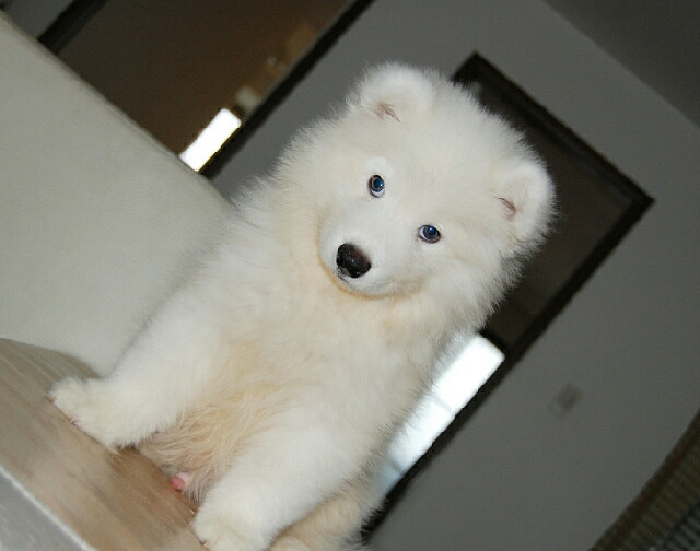 二个月大萨摩耶,求包养.