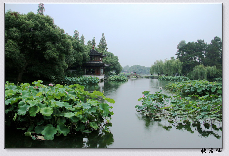 雨中游麴院風荷