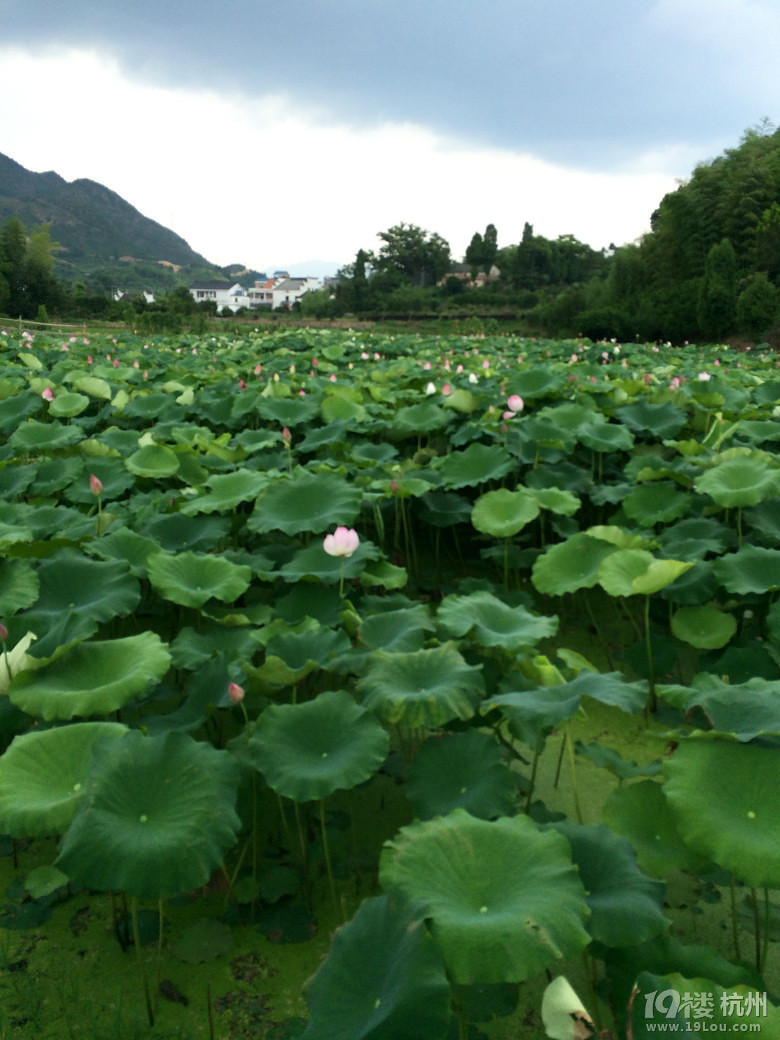 鮮果先嘗——17度的采摘游
