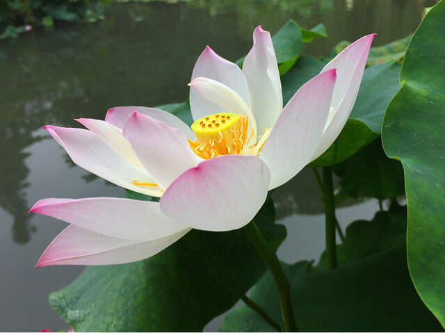一湖碧绿的荷叶,在清晨雨雾中轻轻摇