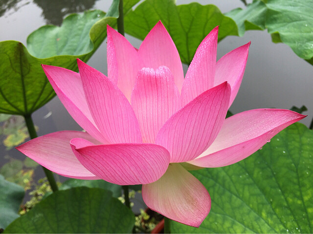一湖碧绿的荷叶,在清晨雨雾中轻轻摇
