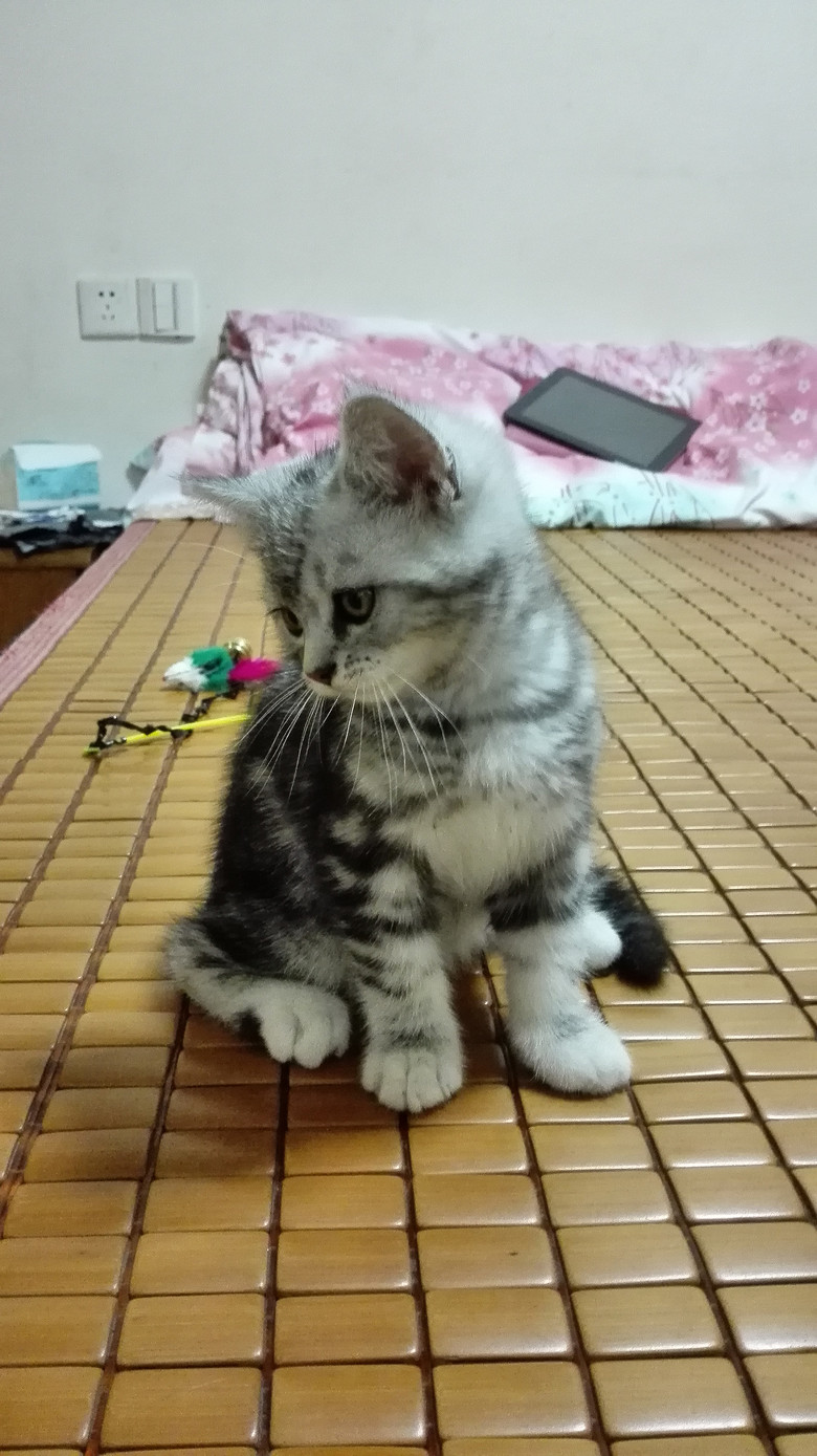 朋友给的虎斑串串还是加白的,喜欢的随便给点钱抱走