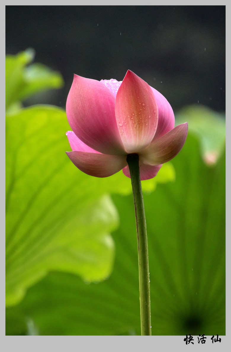 雨花