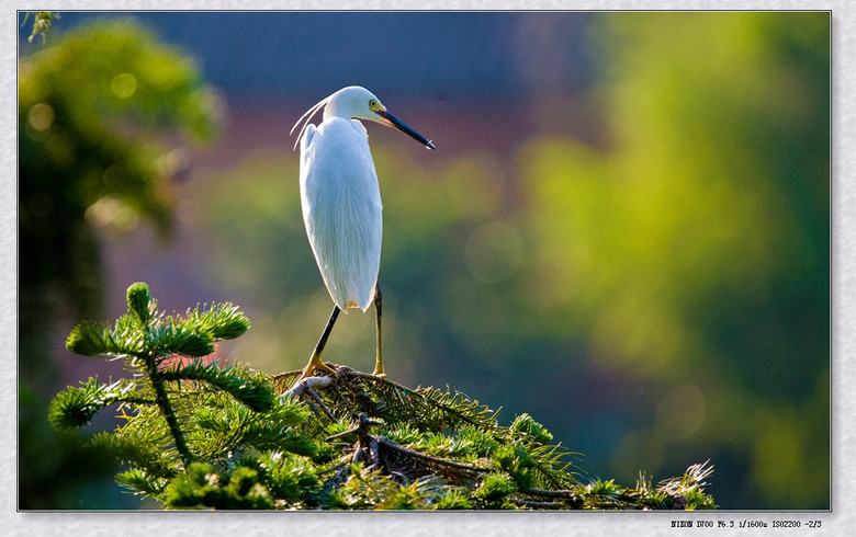 【逆光鹭影】潇洒飘逸悠闲自得