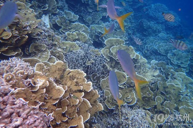 Hi Palau