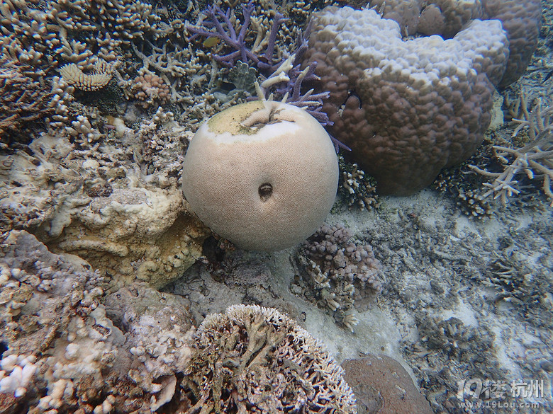 Hi Palau
