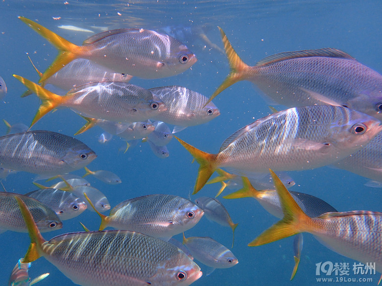 Hi Palau