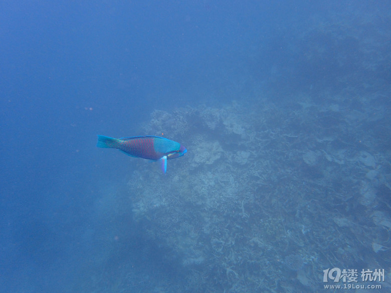 Hi Palau