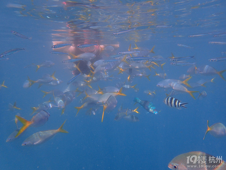 Hi Palau