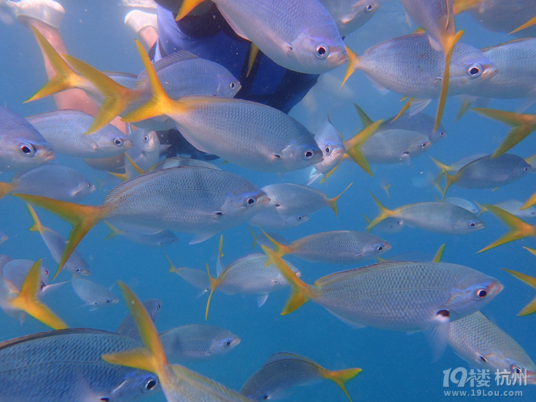 Hi Palau