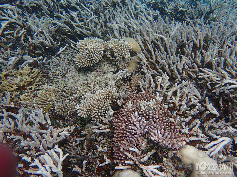 Hi Palau