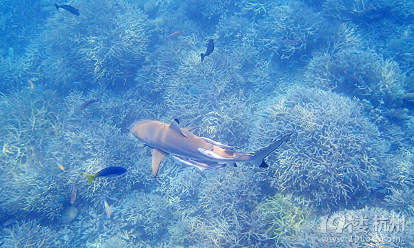 Hi Palau