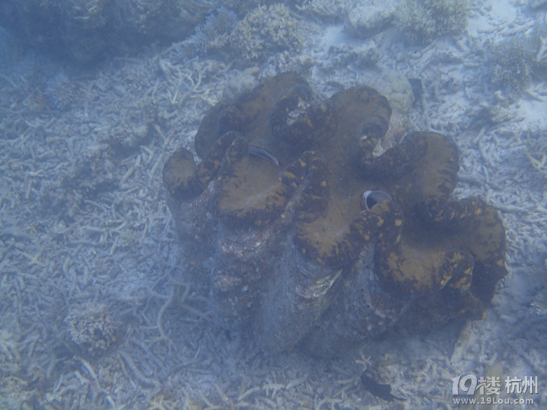 Hi Palau