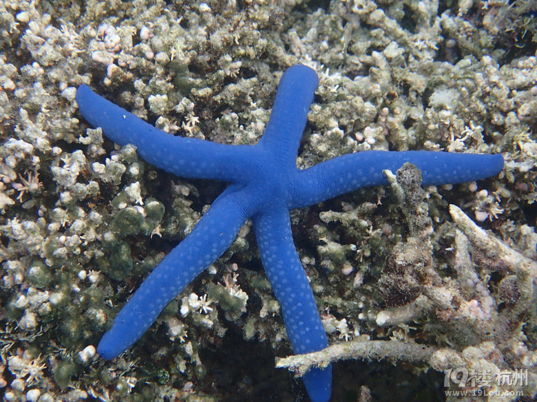 Hi Palau