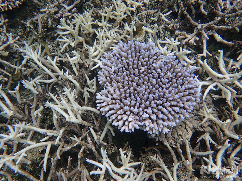 Hi Palau