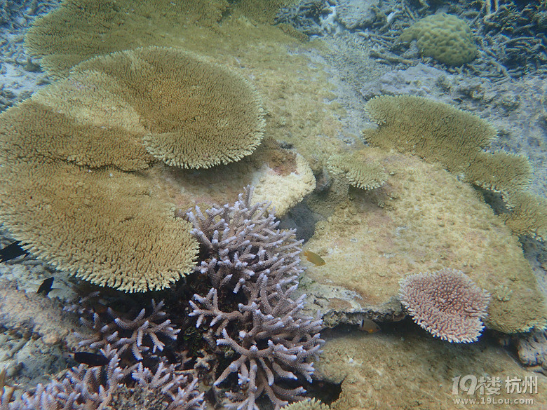 Hi Palau