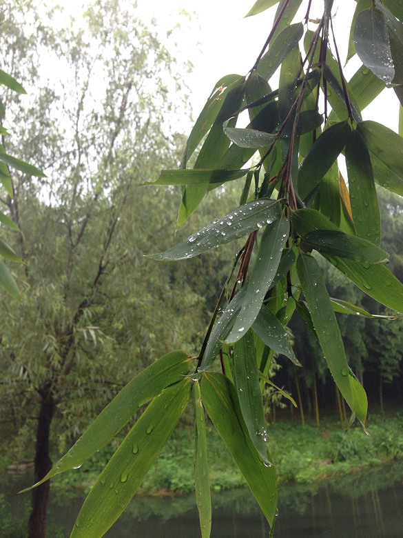 竹雨的图片大全图片