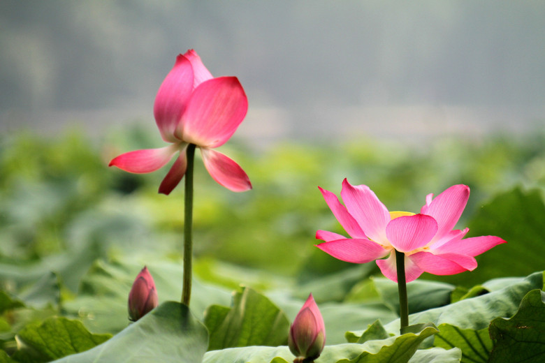 【新观察】七月西湖赏荷花