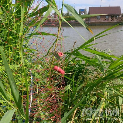 七里海钓鱼