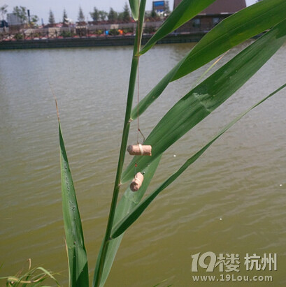 七里海钓鱼