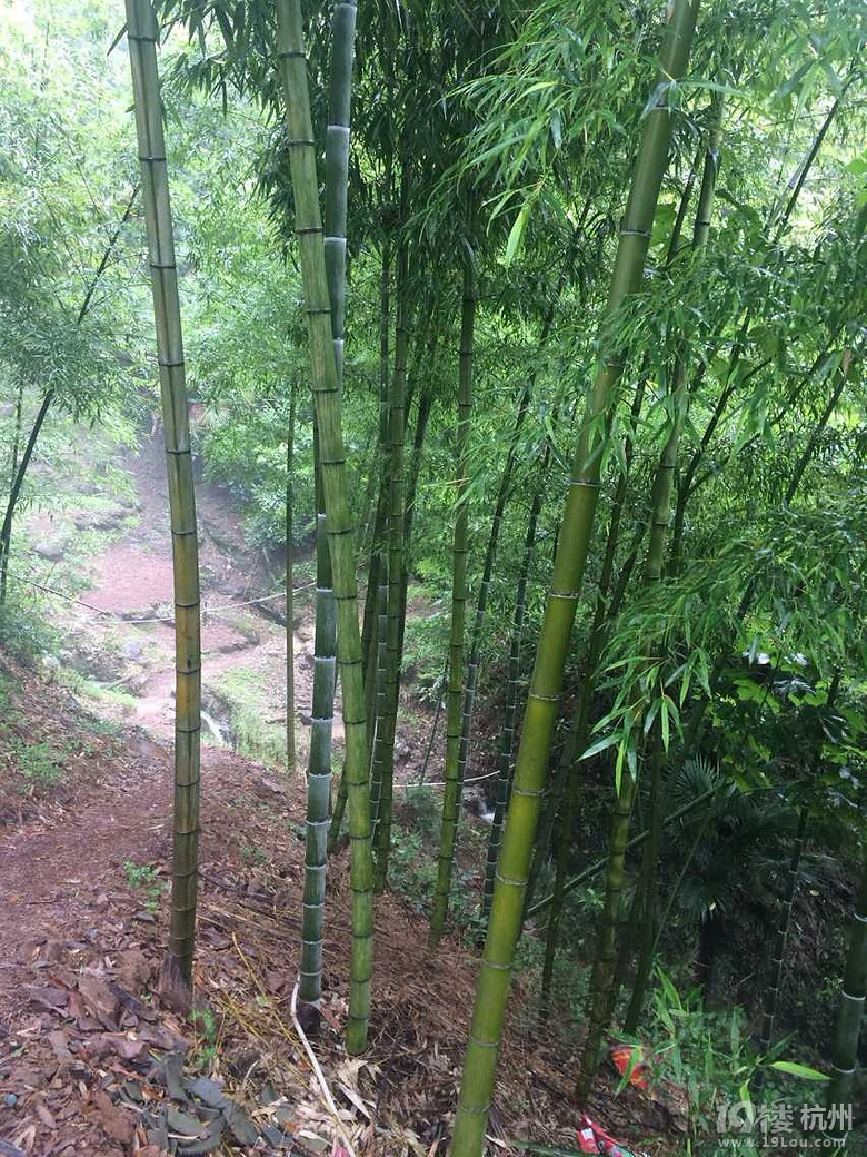 【葉琪農(nóng)莊免費(fèi)試玩】+千島湖二次游