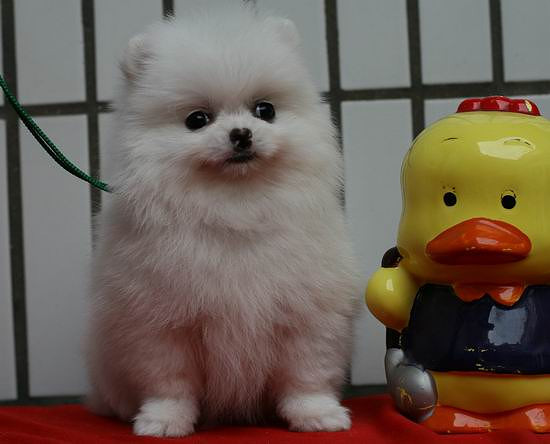 成年不超过篮球大小 玩具博美犬