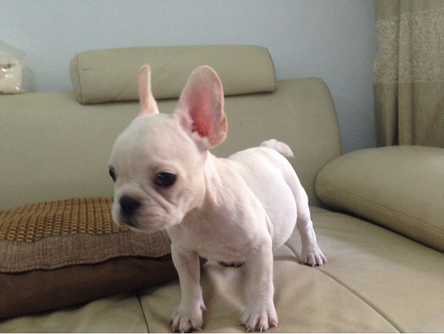 台湾法国斗牛犬双血统,芯片证书齐,刚前天