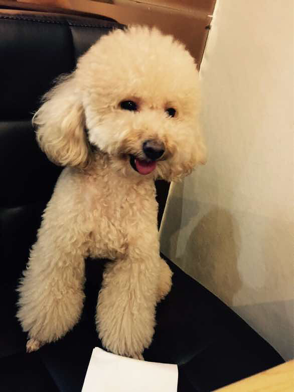 养两只公的小贵宾,在家会不会打架家里已-宠物讨论区-杭州19楼