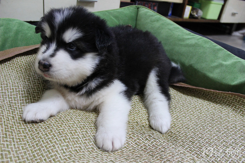 【家养】售十字脸大骨架阿拉斯加,爱狗人士请进