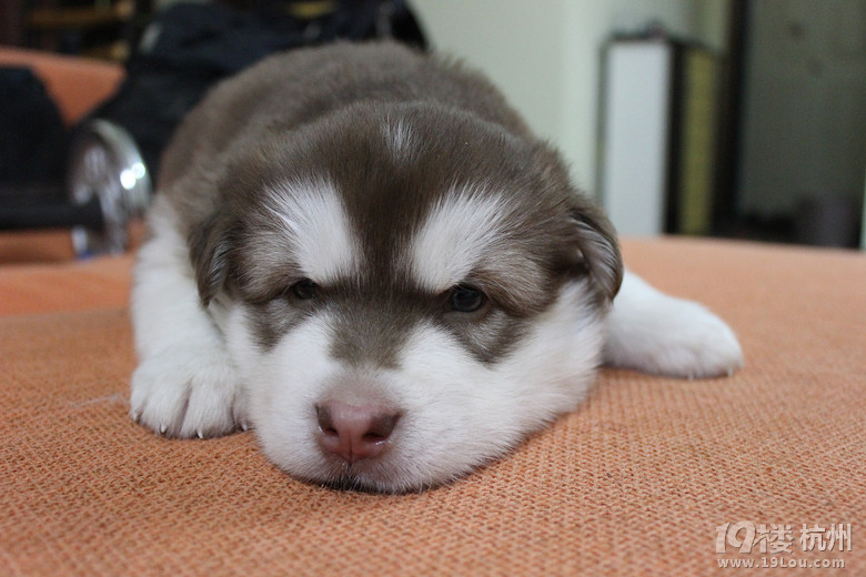 【家养】售十字脸大骨架阿拉斯加,爱狗人士请进