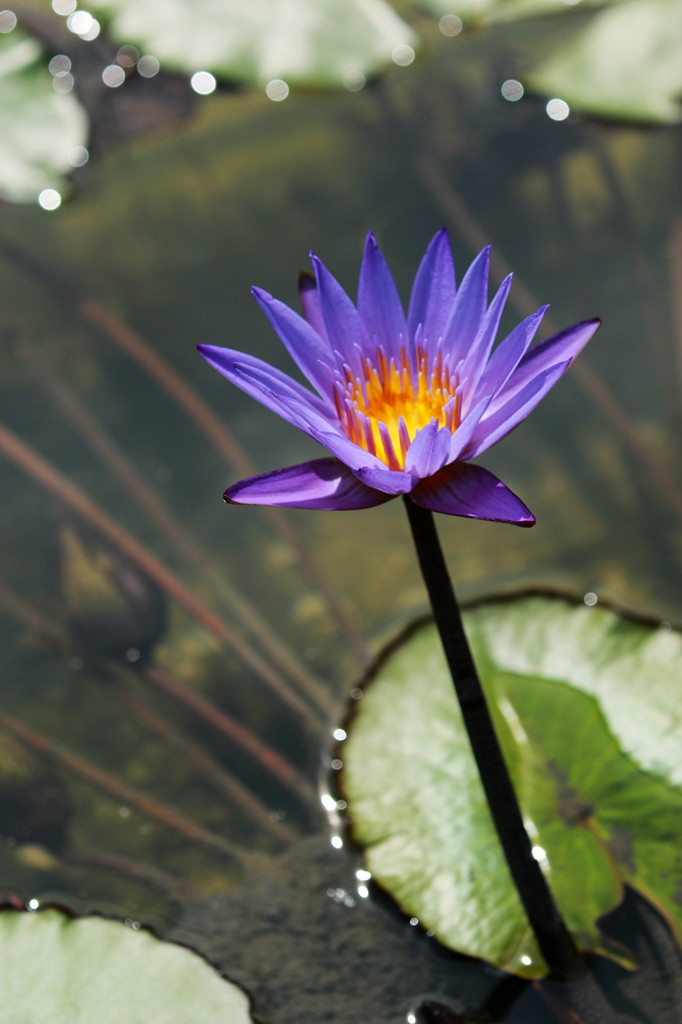 莲花-静物-19摄区-杭州19楼