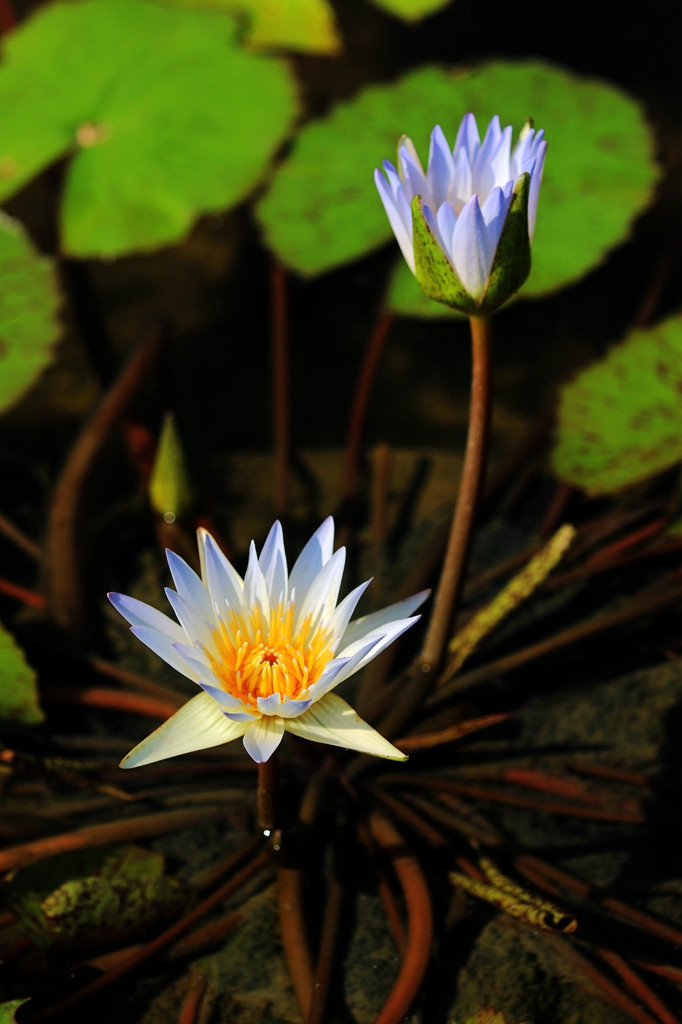 莲花-静物-19摄区-杭州19楼