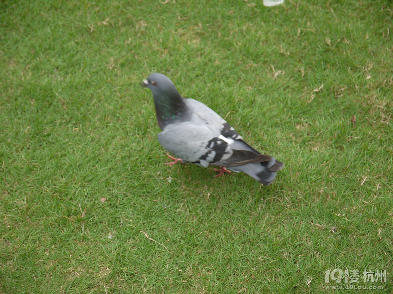 漫步杭州西湖断桥白堤苏堤一日行