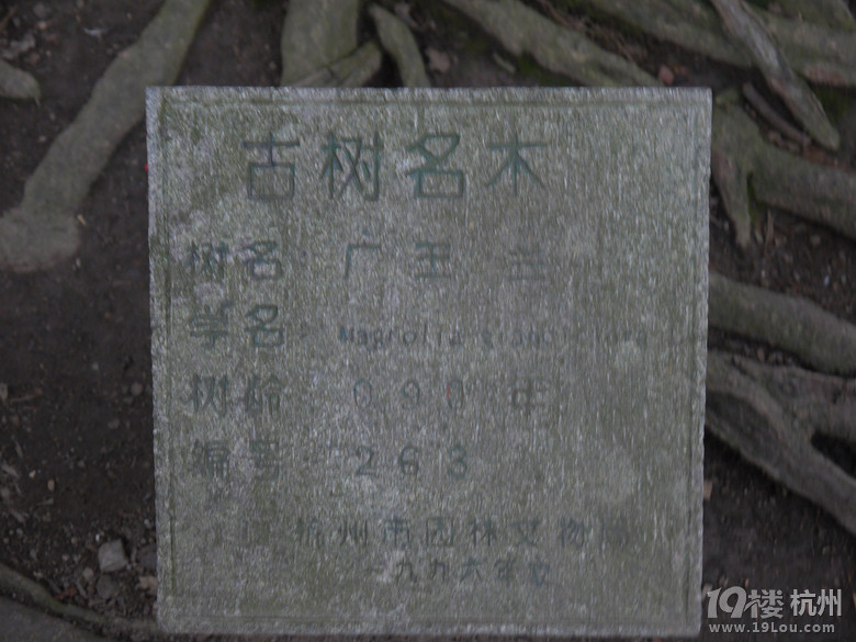 漫步杭州西湖断桥白堤苏堤一日行