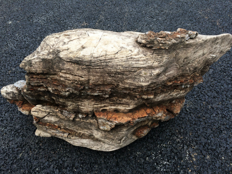 木纹路清晰可见,从一块木头成了一块石头,不知道它经历了几个世纪.