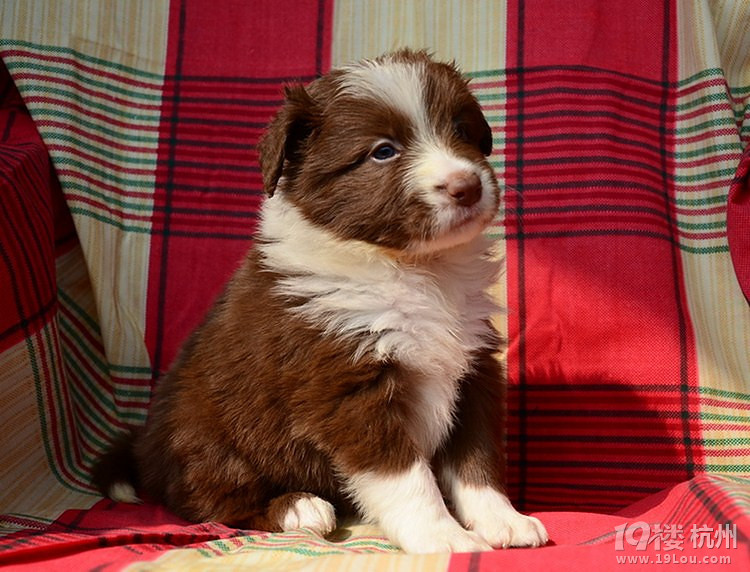 巧克力色边境牧羊犬dd找新家