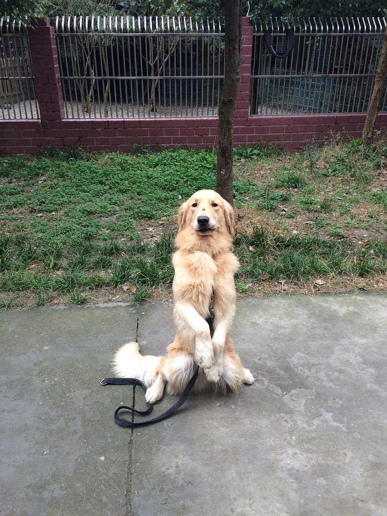 专业宠物家庭训练 在也不用担心狗狗不听话,乱