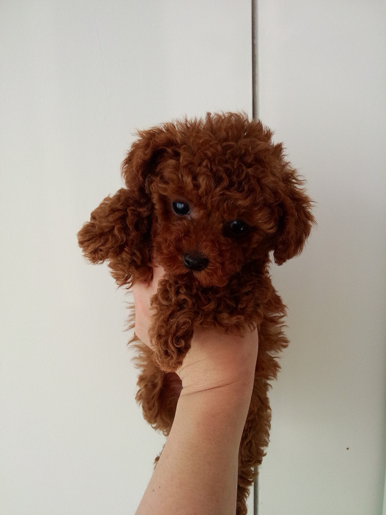 微小体红泰迪,苹果脸只要1500