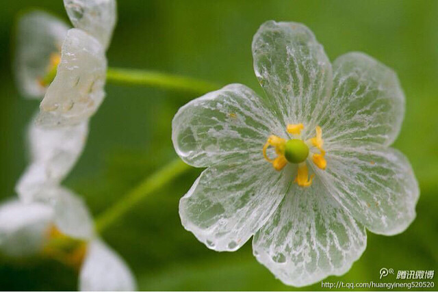 神奇的水晶花,太美啦!