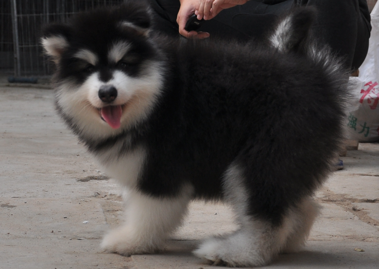 阿拉斯加幼犬 黑十字架脸