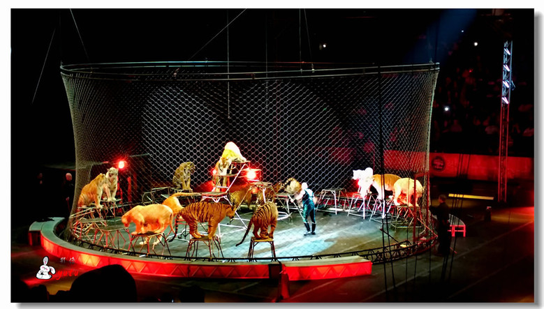 去看玲玲马戏团表演