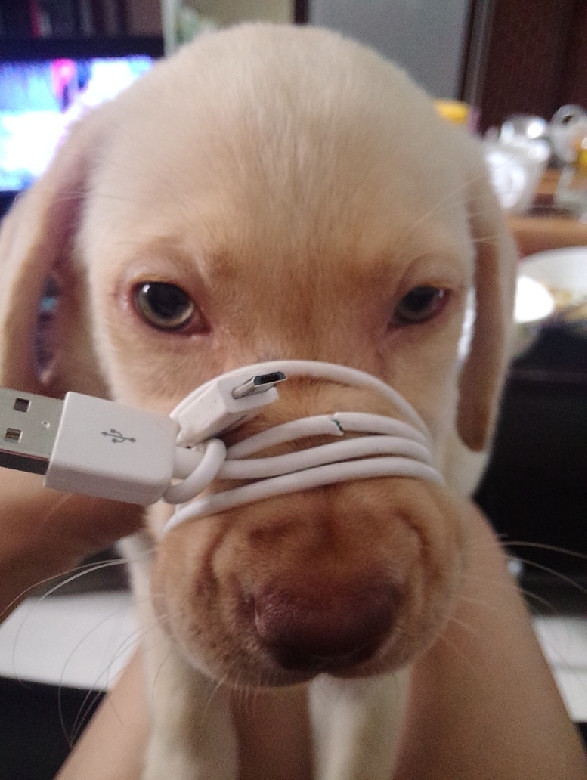 手机数据线被这小家伙咬坏封嘴惩罚看那小