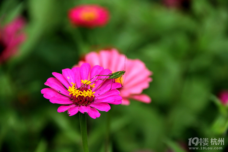 2015-08-15 杭州臨安西天目山農(nóng)家樂自駕游