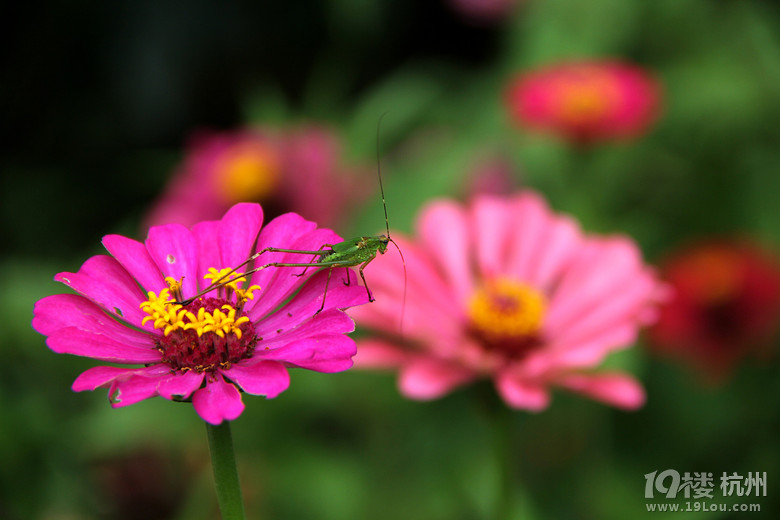 2015-08-15 杭州臨安西天目山農(nóng)家樂自駕游