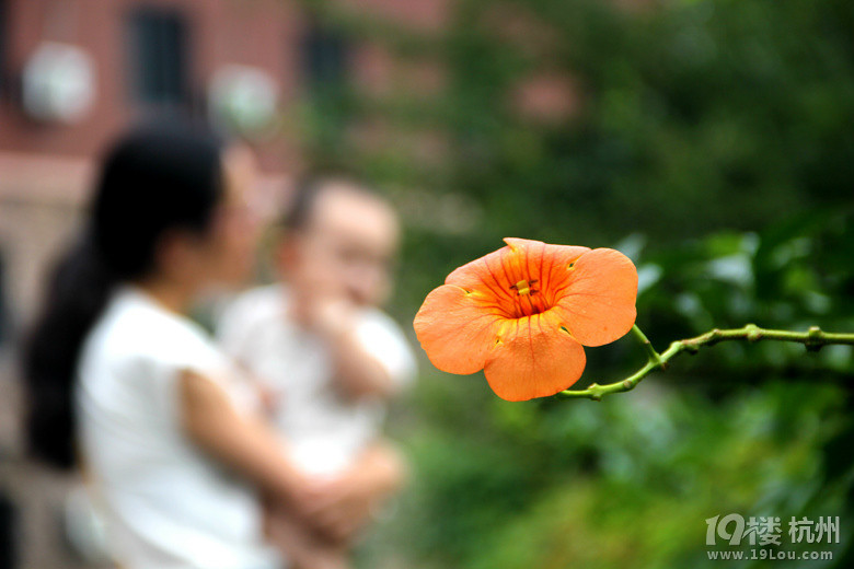 2015-08-15 杭州臨安西天目山農(nóng)家樂自駕游