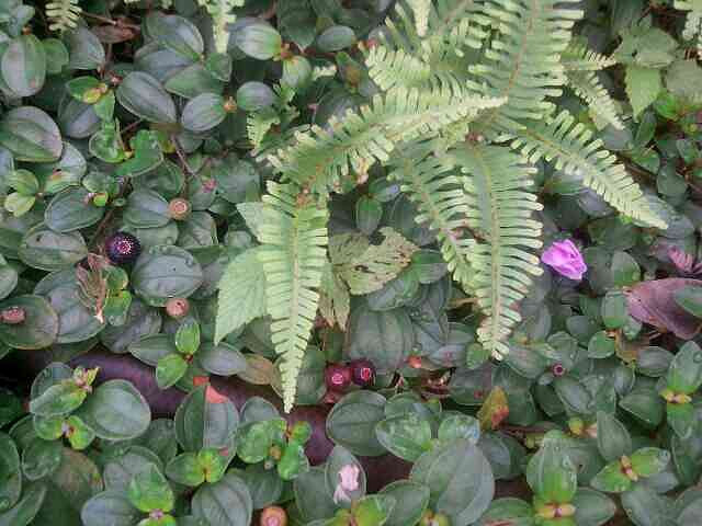 早起爬山拍的/山茄